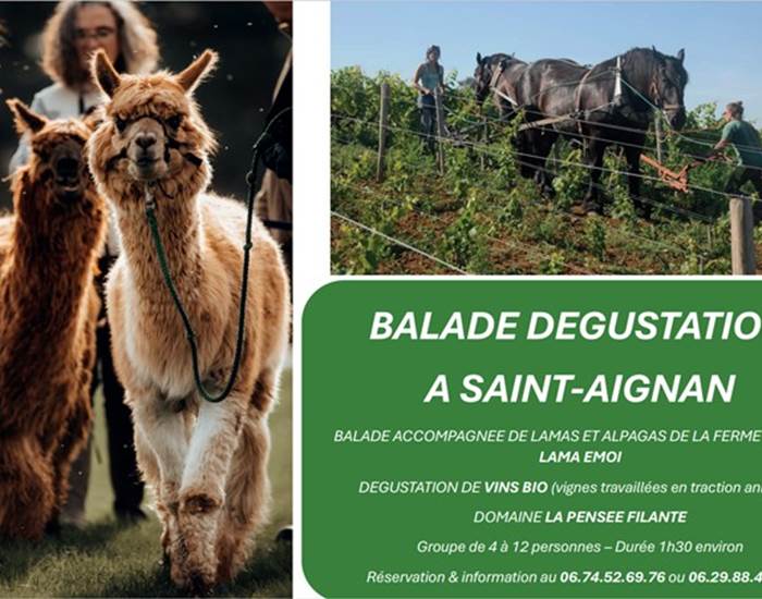 Dégustation vin bio avec des lamas et alpagas