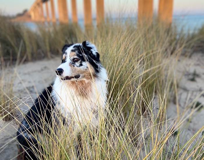 vacances avec son chien sur le sentier dunaire le long de la plage de Fromentine sous le pont de Noirmoutier
