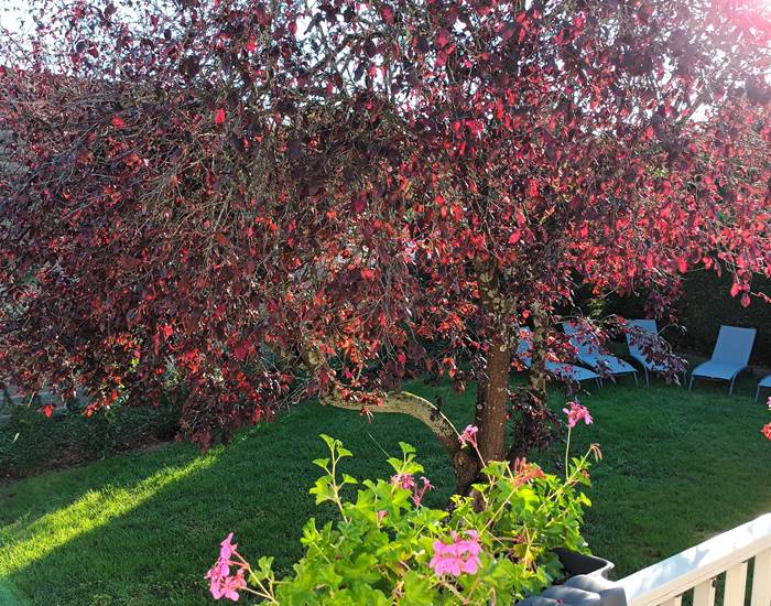 Le Prunus