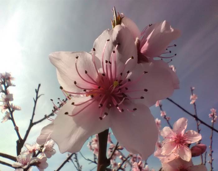Les premiers arbres en fleurs 🌺🌸🌼