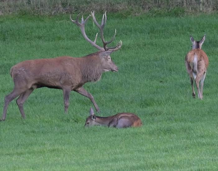 Herten brullen - Brame du cerf - Hirschbrüllen - Deer bellow