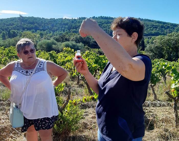Nos hôtes en pleine activité pour découvrir les vendanges à Mailhac