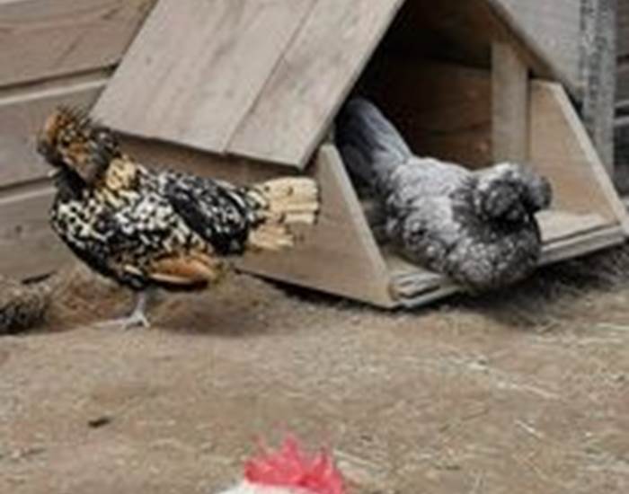 Superbes poules