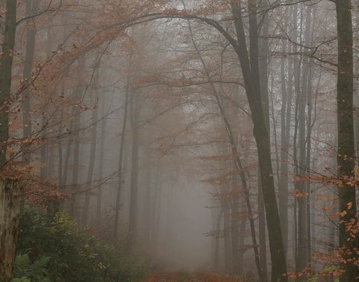 Forêt  Domaine de Souladiès Tarn et Garonne