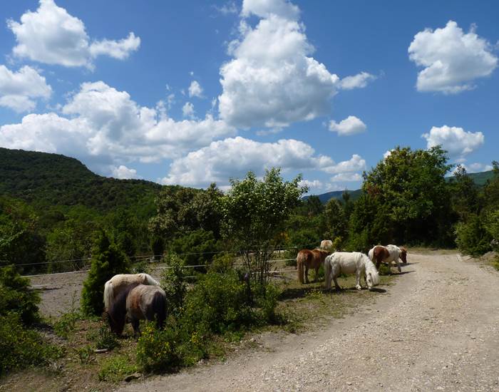 Les Shetlands au Prat de Mu