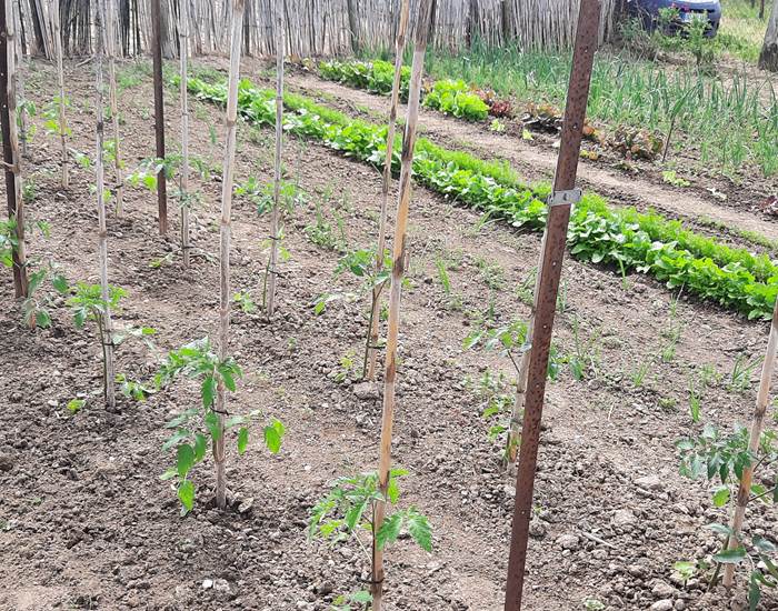 Potager "Le Coq du Nord-Mailhac"