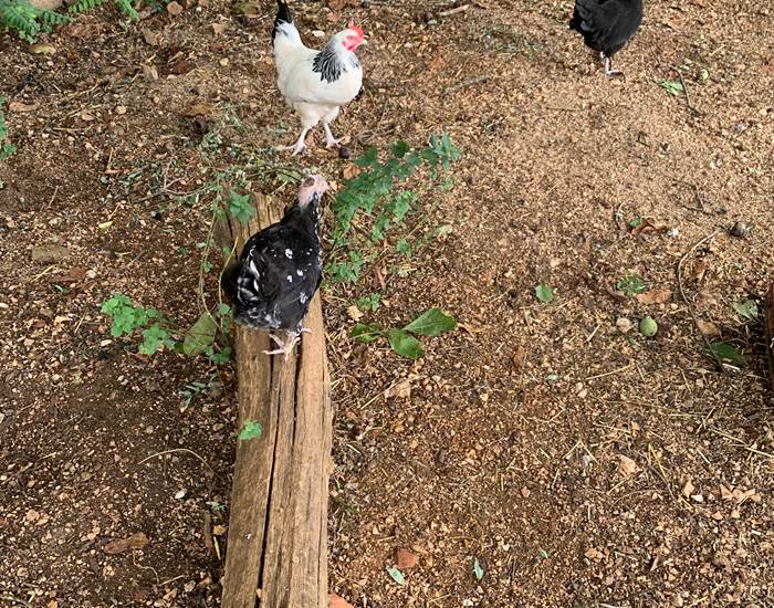 Les poulettes du Gravier