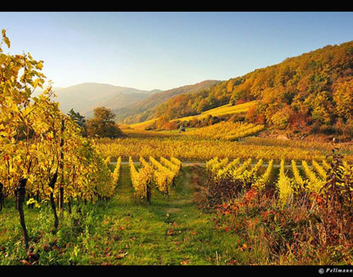 vignobles alsace an automne