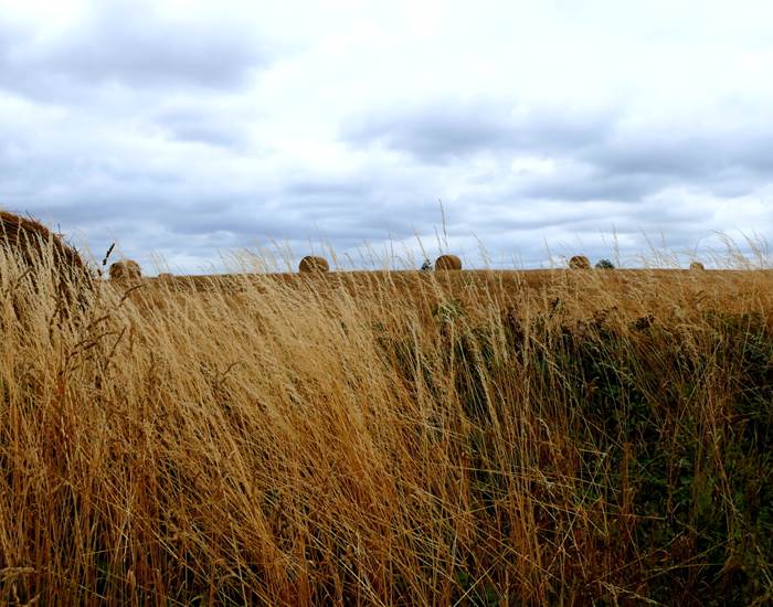 Paysage d'été autour de chez nous