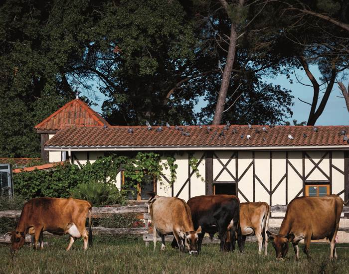 rentrer les vaches pour la traite