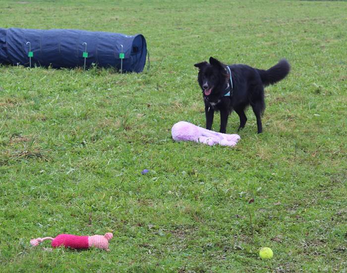 agility
