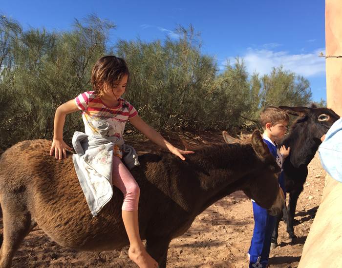Ies ânes ne sont pas sauvages !!