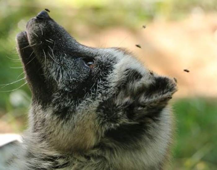 Concours de photographie animalière 2024