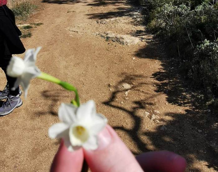 Cette plante est -elle comestible?