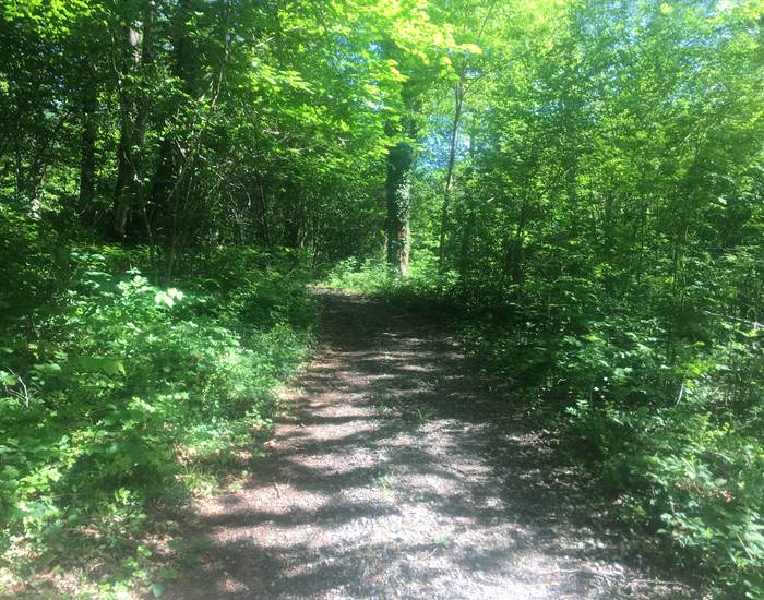 chemin-foret