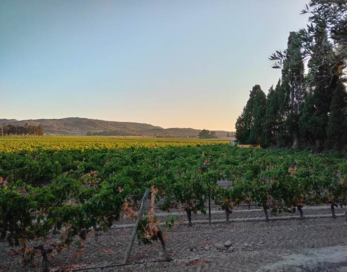 Vue de la piscine du Coq du Nord -Mailhac
