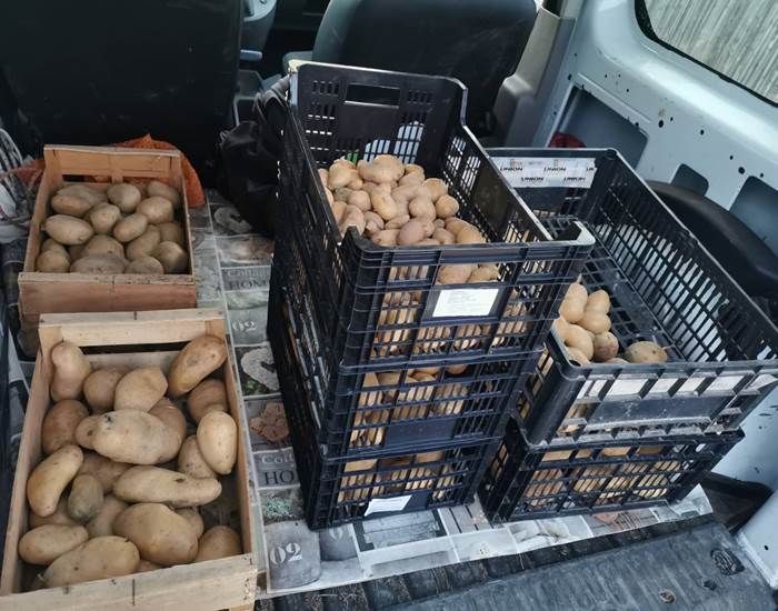 Pommes de terre du potager "Le Coq du Nord-Mailhac"