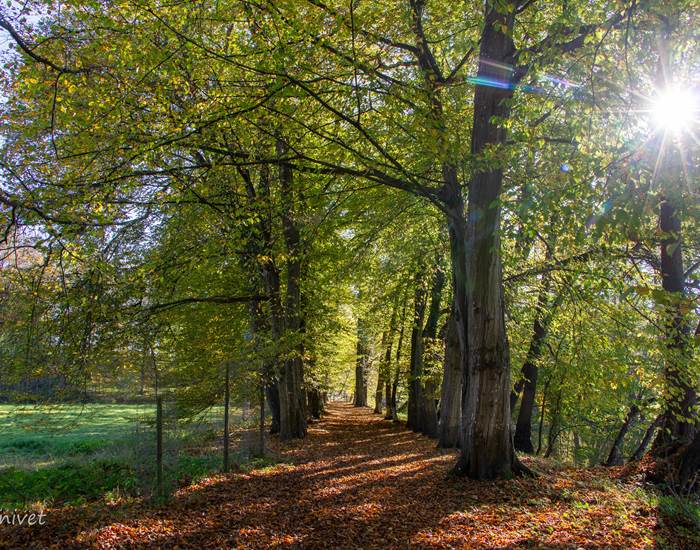 Balade en forêt - photo par F. Canivet