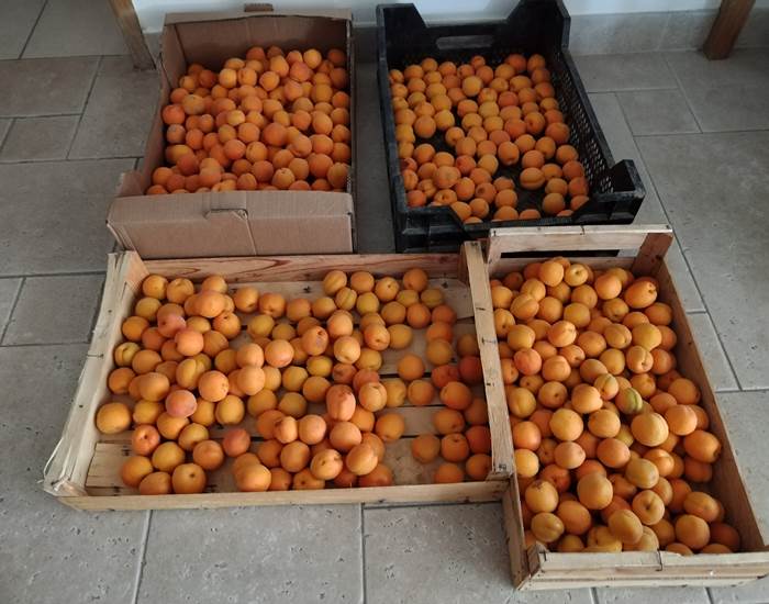 Fruits et légumes pour les tables d'hôtes du Coq du Nord -Mailhac