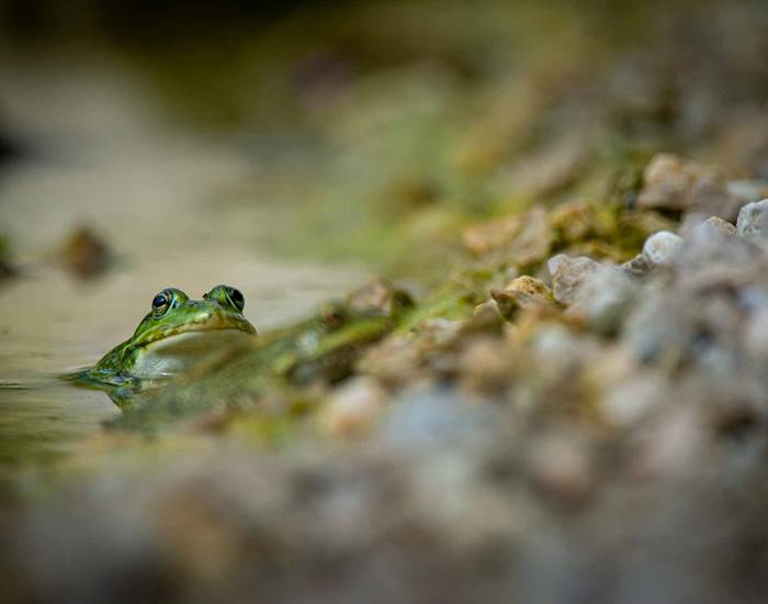 Les chemins de Berdis - Grenouille dans la baignade