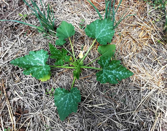 Plantsde courgettes sur paillage