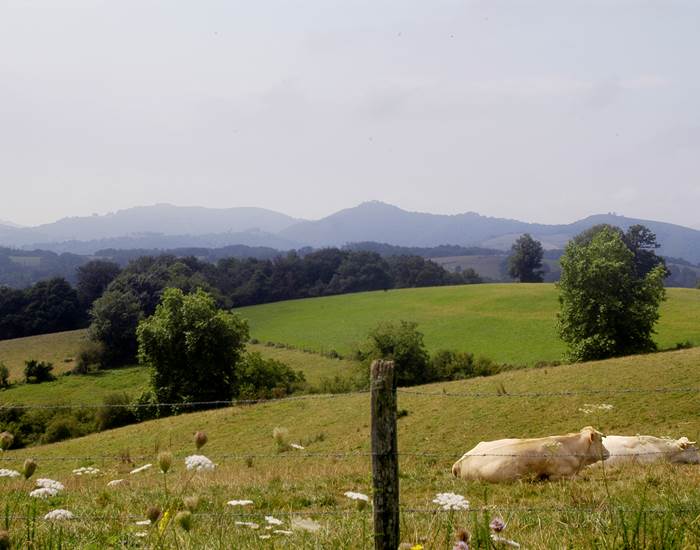 paysage+vache
