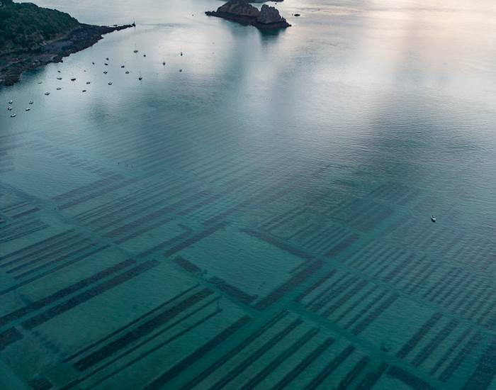 les parcs à huitres à Cancale
