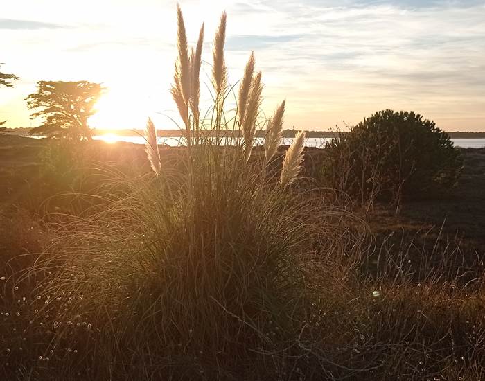 Coucher de soleil île de Ré