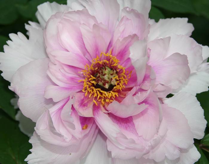 Pivoine