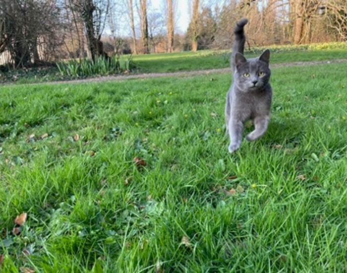 Monky le Chat du domaine