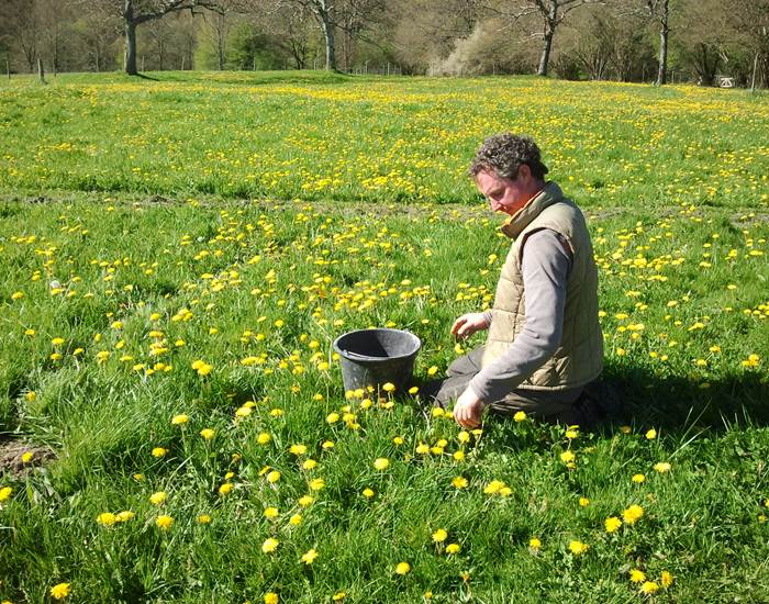bloemetjes plukken