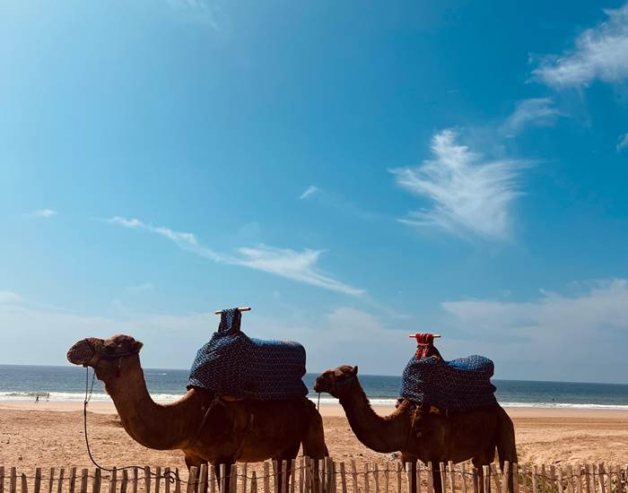 Balade Dromadaire