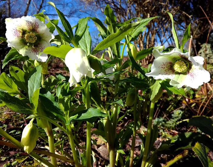 Roses d'hiver en janvier