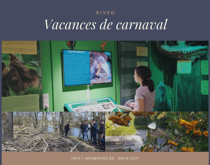 riveo news carnaval