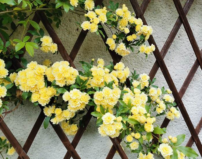 mai debut de la floraison des roses