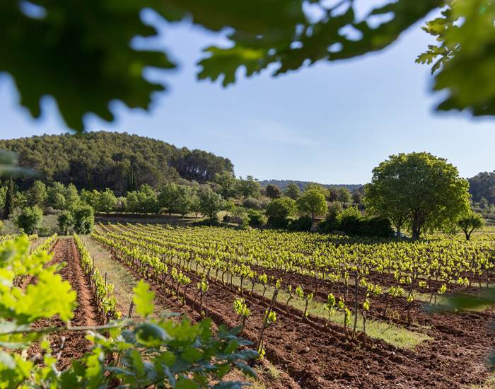 Les vignes