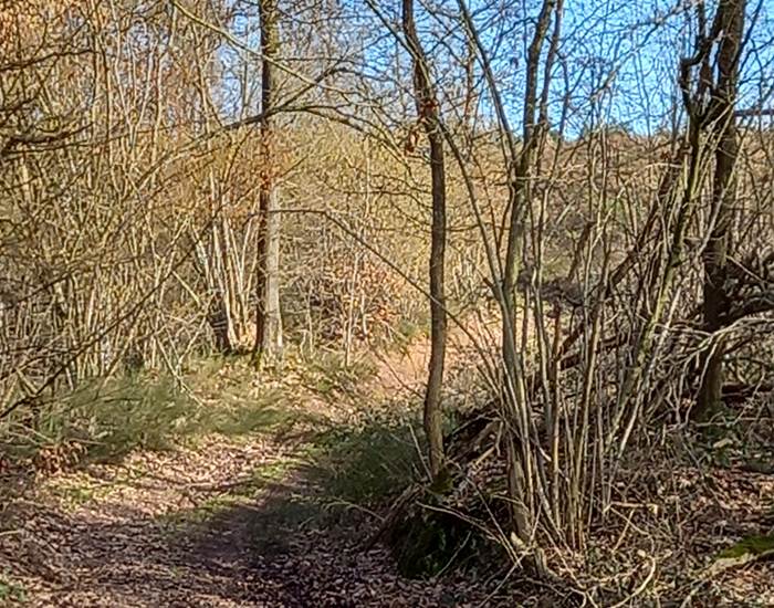 Petit chemin dans les bois