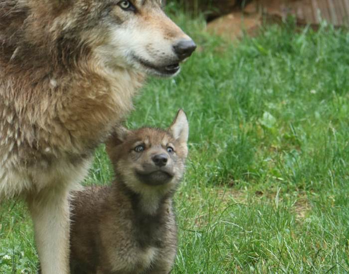 Nourrissage des loups