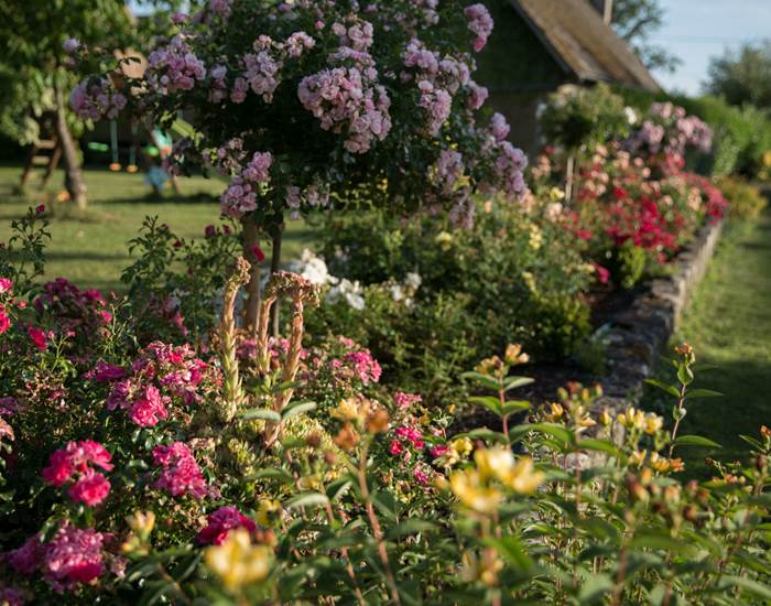 aux3nidsfleuris.roses