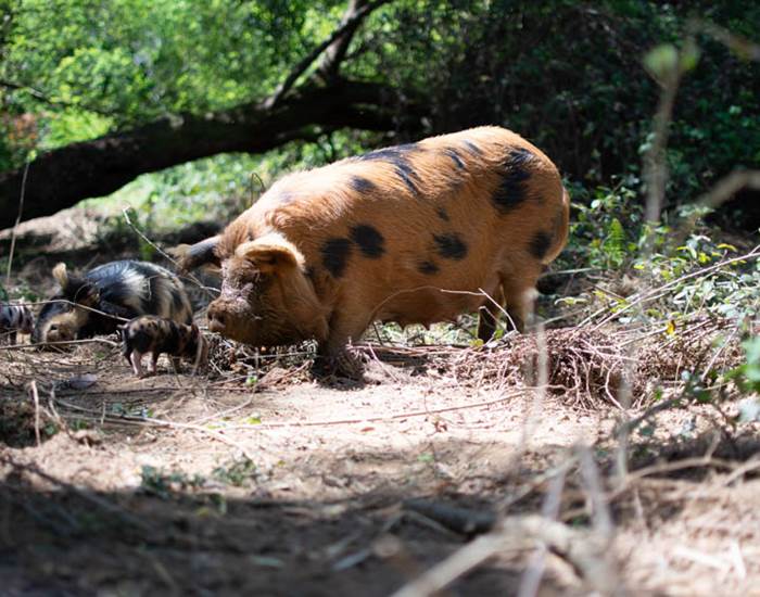 Les jardins de Berdis - Famille Kune Kune2