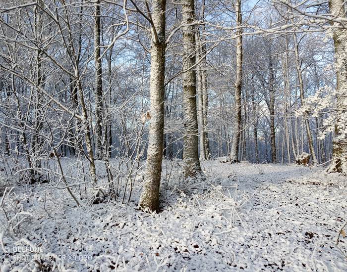 les bois de saint Auvent les bois