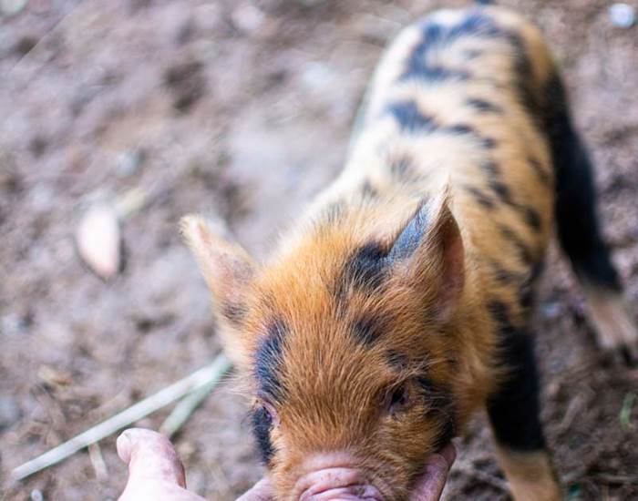 Les jardins de Berdis - Bébé Kune Kune