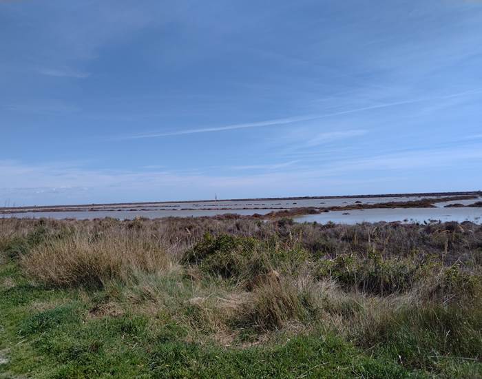 Amateur de nature, Le Coq du Nord Mailhac est fait pour vous