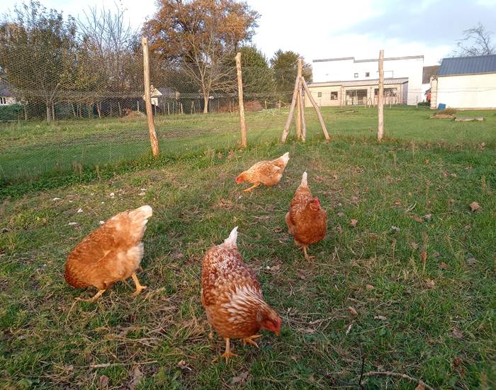 Le Répit de l'Oust - Les poules