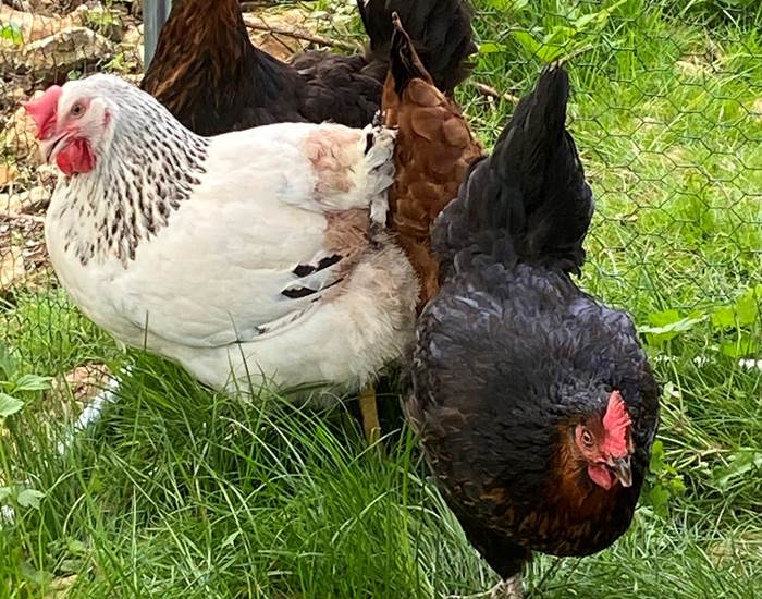 Nos poules : Nouméa, Nougatine, Tonka et Frimousse