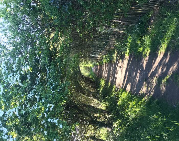le Bois de Cise (4)