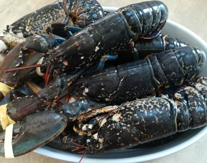 Kergroaz Maner Homard de nos cotes menu avec supplément