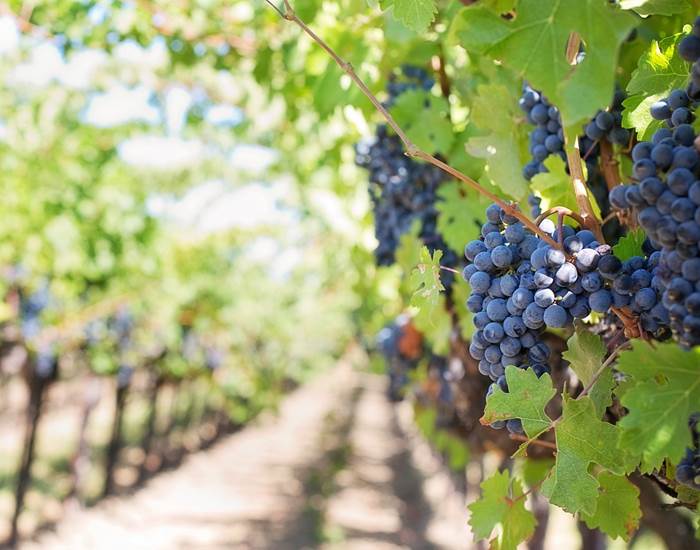 Vignes