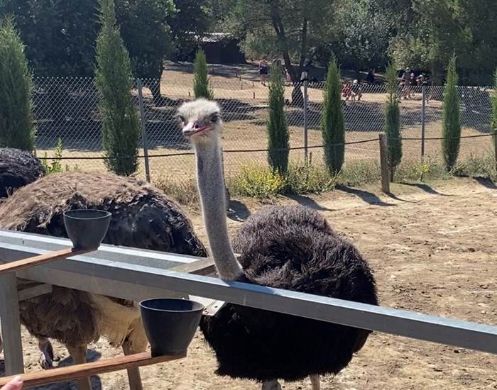 parc-australien