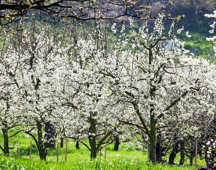 décor champêtre de printemps en Alsace